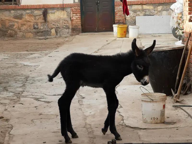 有一个故事：说有头驴，拉了一辈子磨，主人怜悯它，放归大自然，让它在草地上自由自在