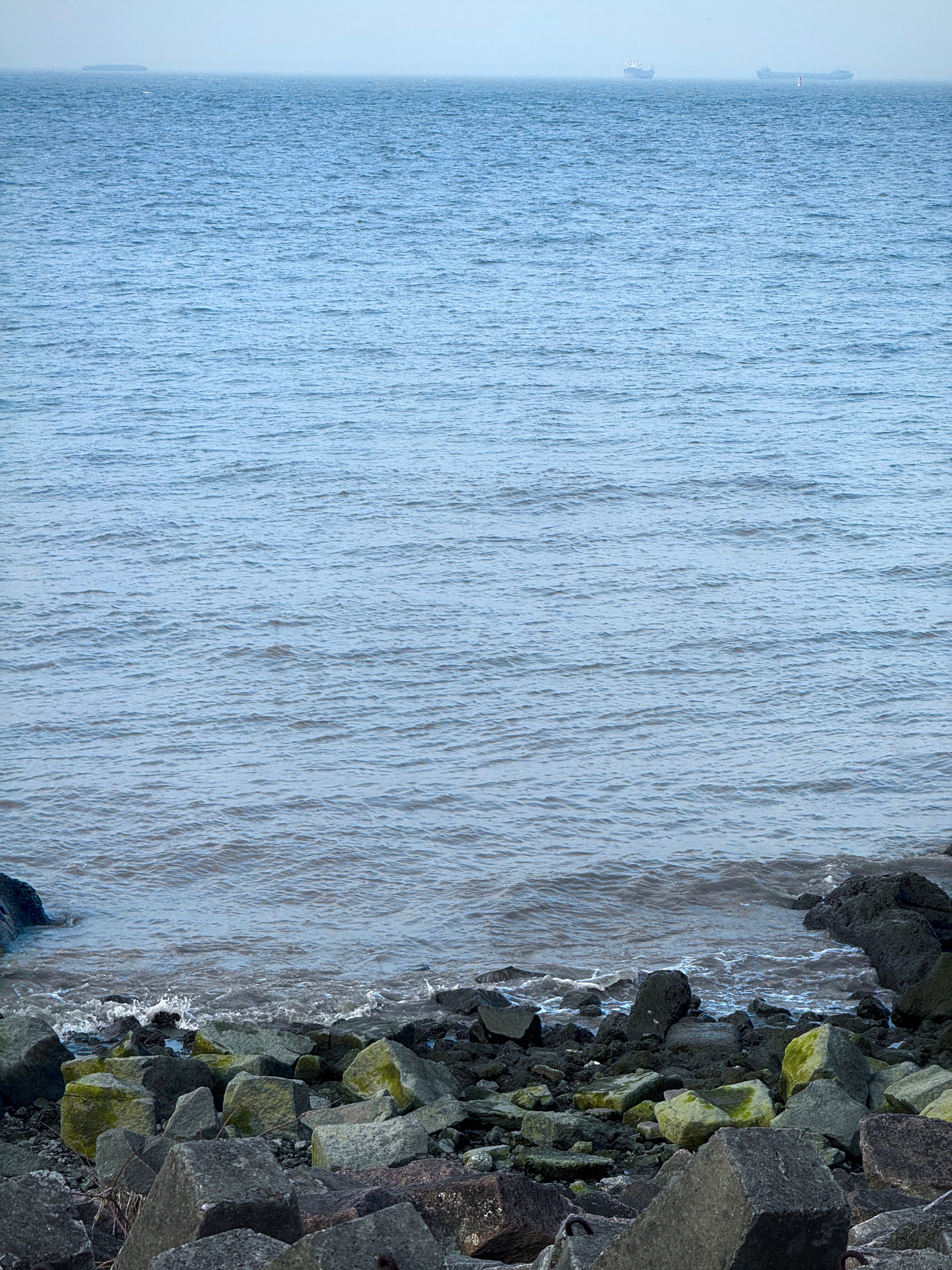 🌳大口森呼吸 上海·上海滨江森林公园