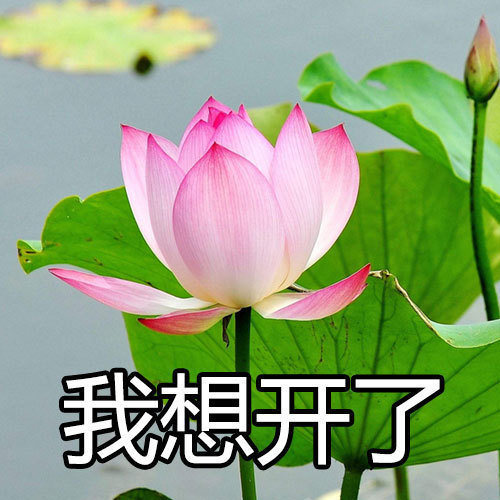每天都想着来办公室学习，结果一到工位就点开了微博，要不就是看小说，根本学不进去