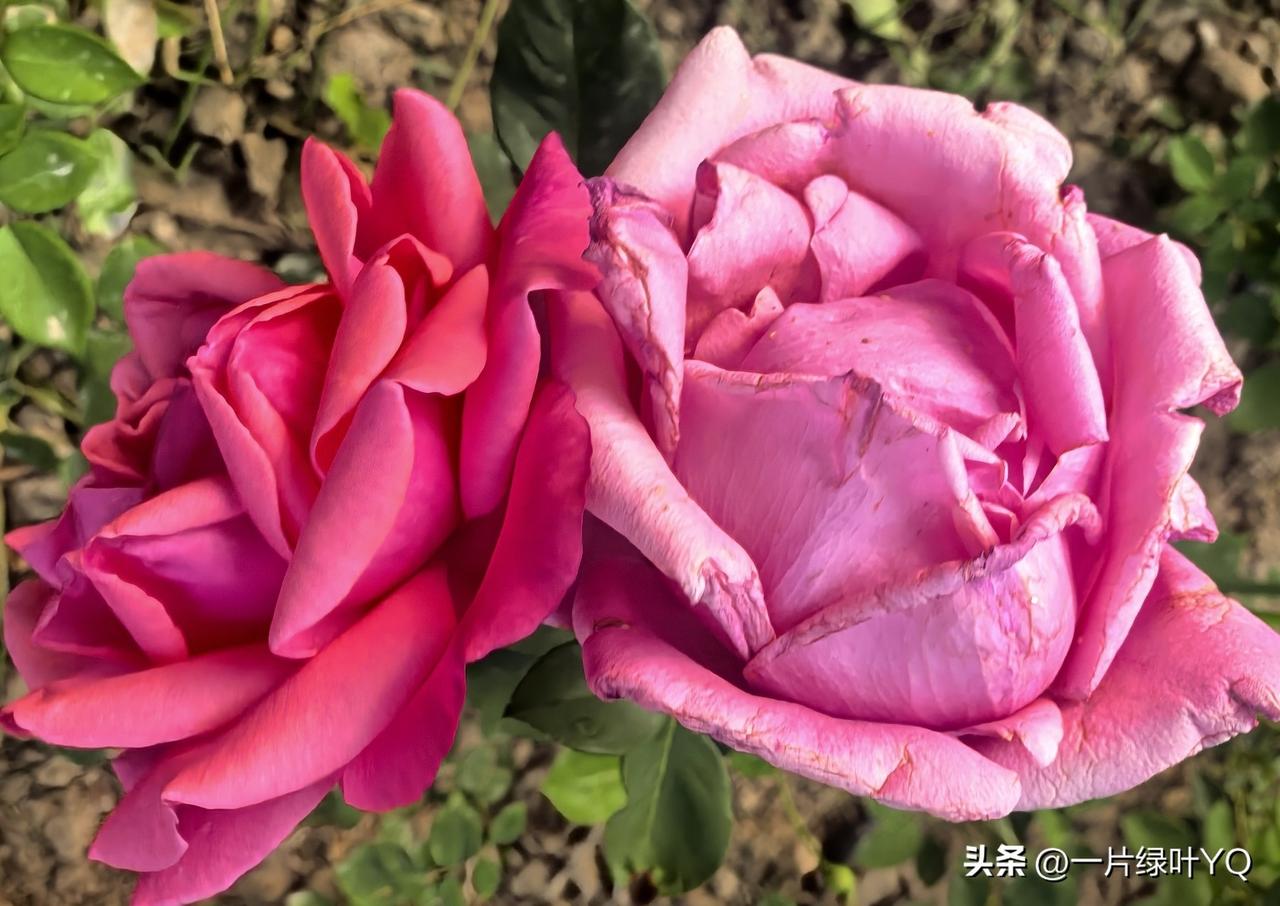 烟火藏诗意，清茶渡寻常流年。