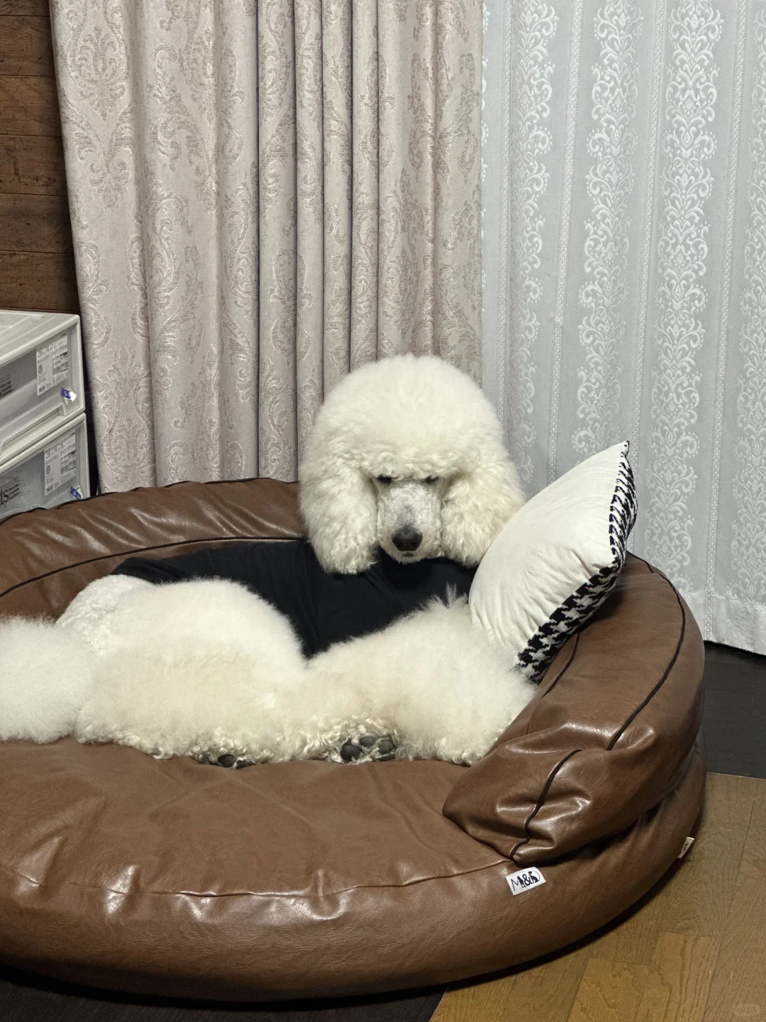 今天做个什么梦好呢💭
