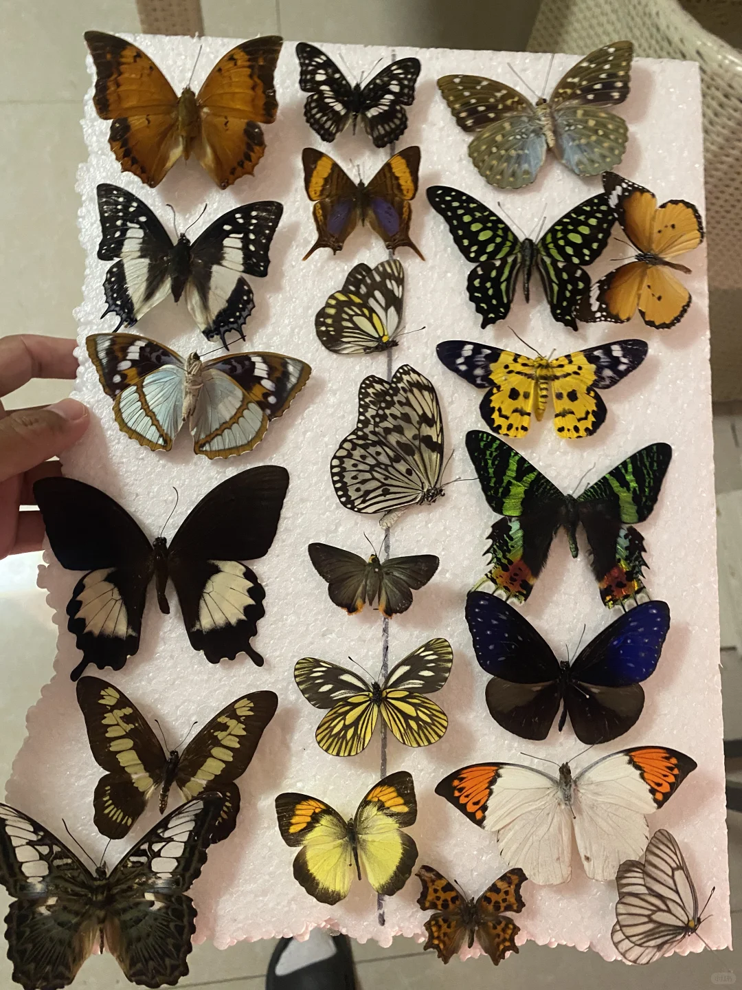 让我看看是谁大半夜了还在搞蝴蝶呀