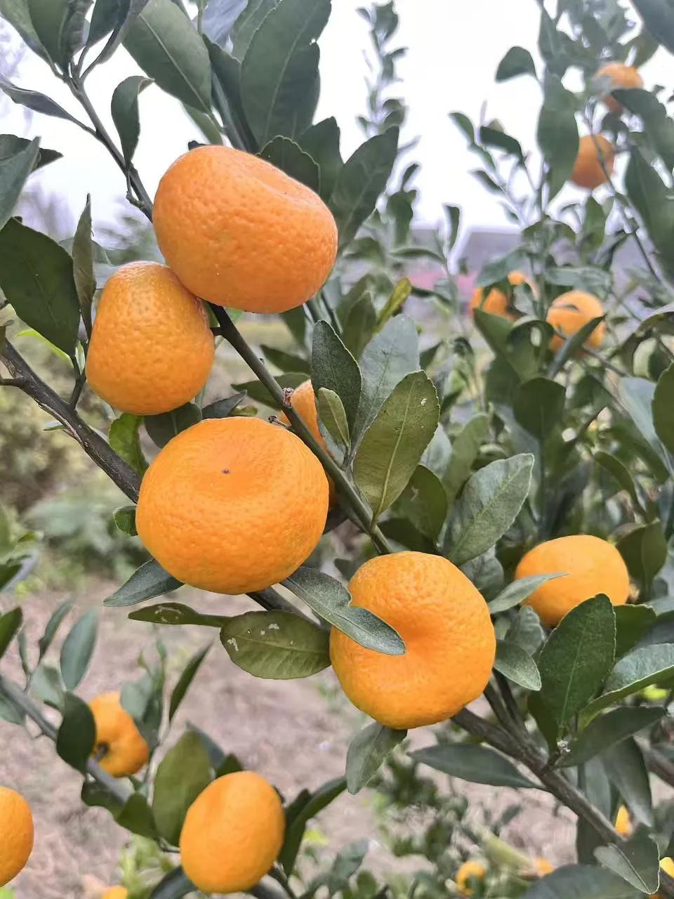 橘香盈满枝头，是秋日最动人的信笺。

阳光为它们镀上金边，一颗颗圆润的橘子，像藏