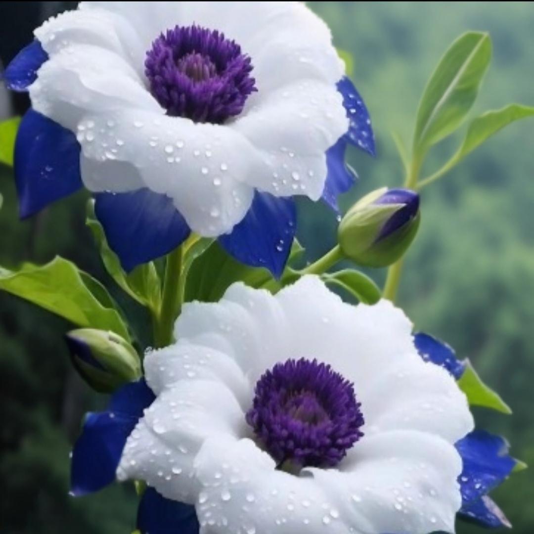 美花欣赏
紫蕊白花映绿枝，
雨露滋润润芳姿。