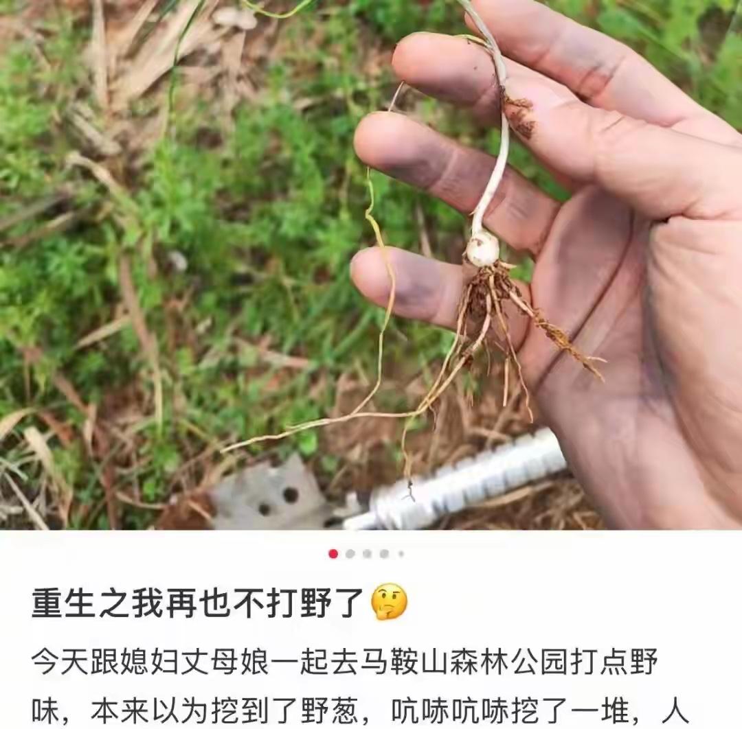 太惊险！春日挖野菜成全民热潮，广州、江浙沪、北京等地都在疯挖，却已有第一批误食受
