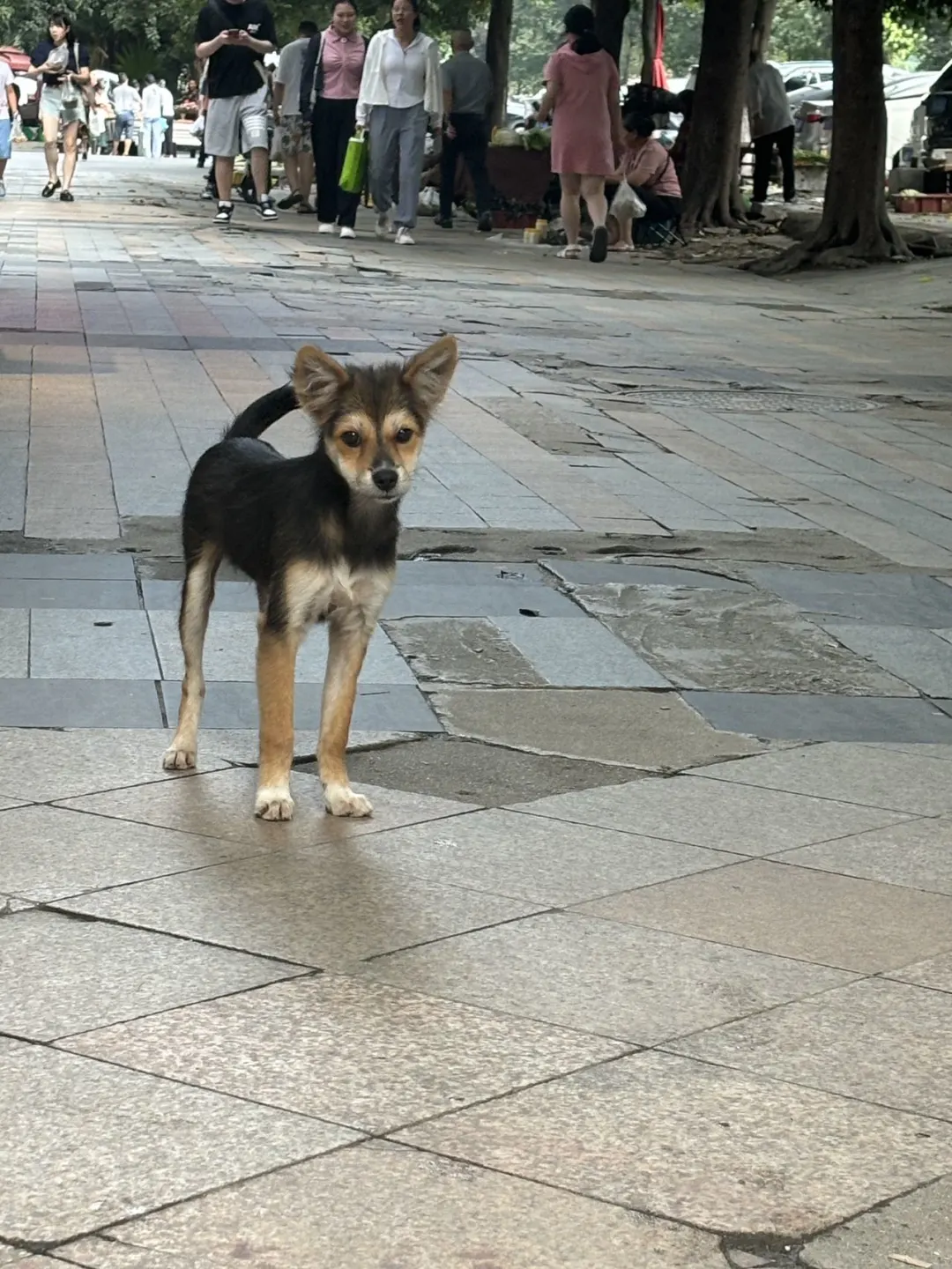 狐狸狗小时候像小猴子