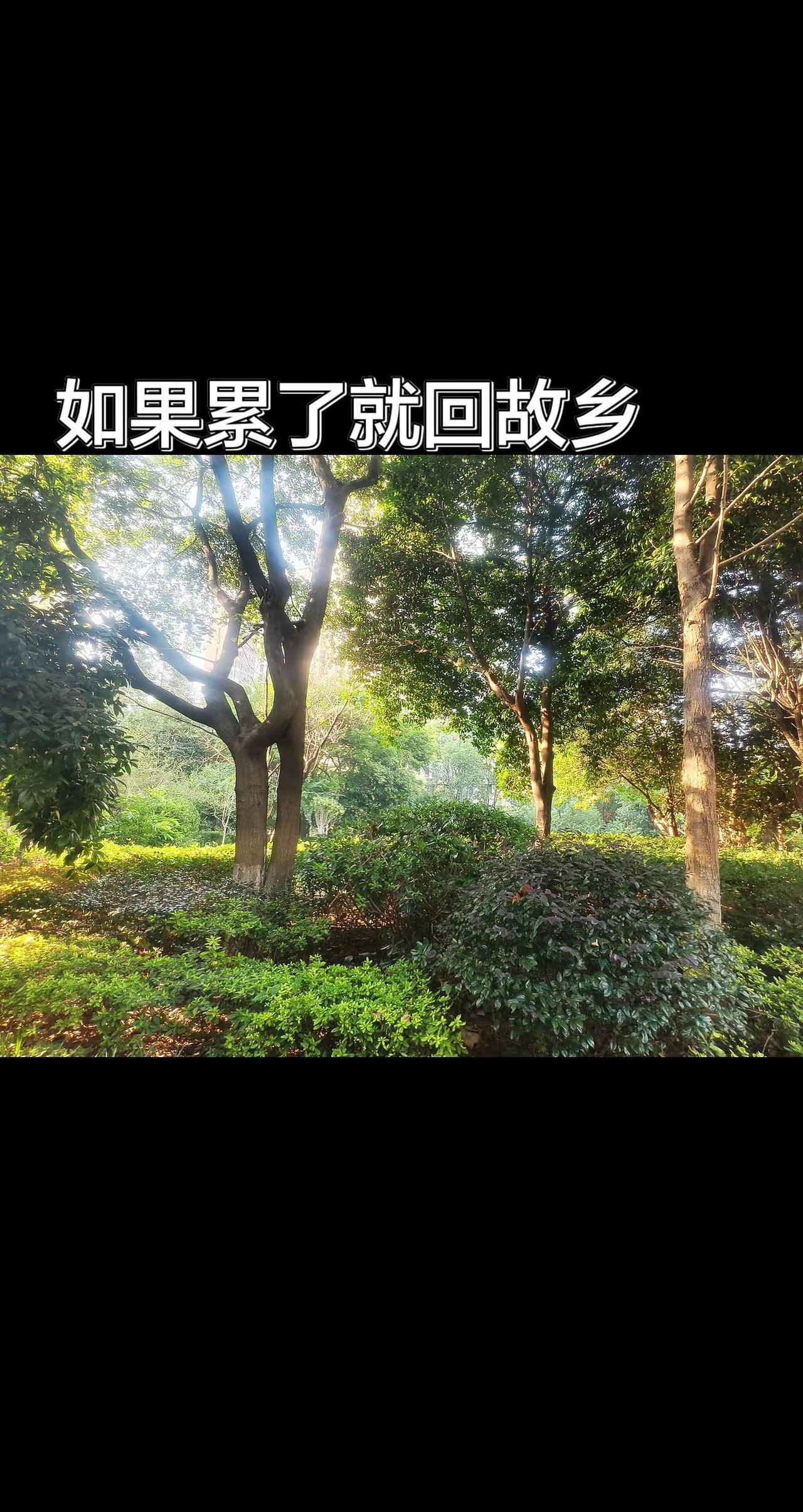 我想我会一直孤单