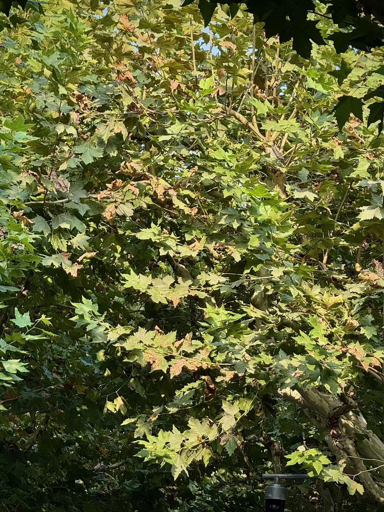 饭碗更稳的背后，是这些真功夫在撑场子！
云贵梯田、秦岭山区、从黄淮海平原到东北黑