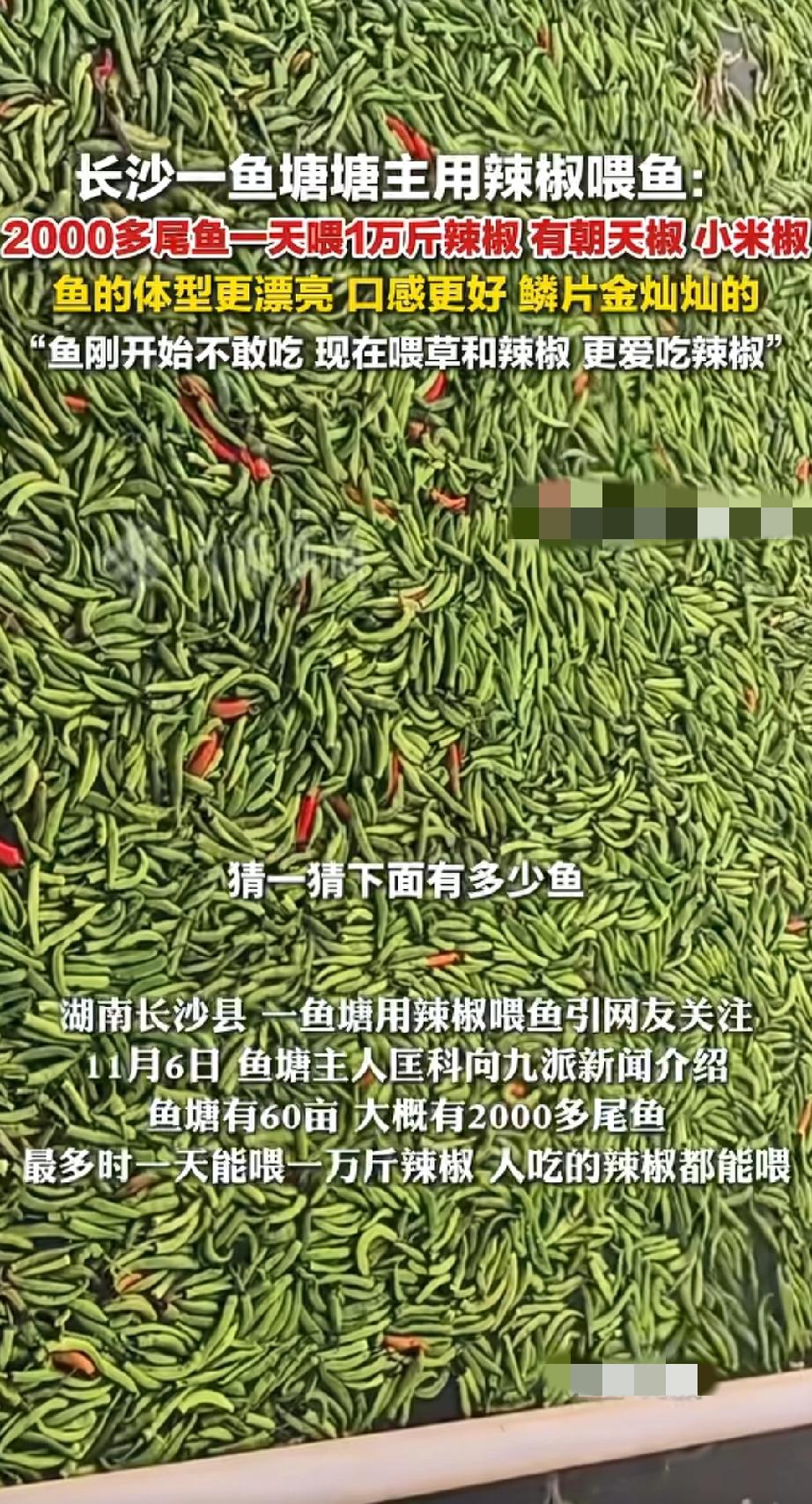 你敢信吗？我刚刷个离谱事儿，有人坚持两年用辣椒喂鱼！
就是那种红的绿的朝天椒小米
