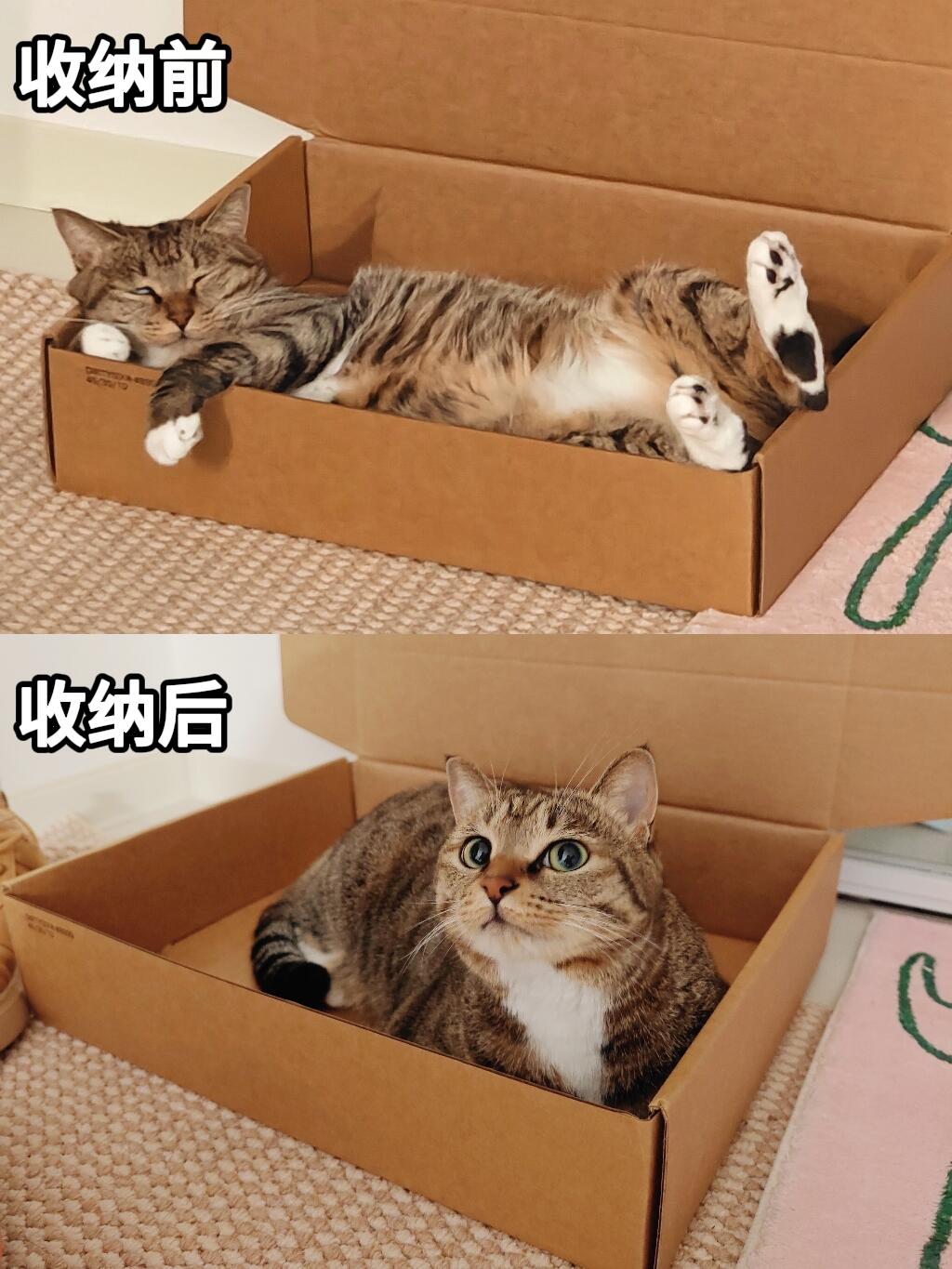 小猫收纳前🆚收纳后