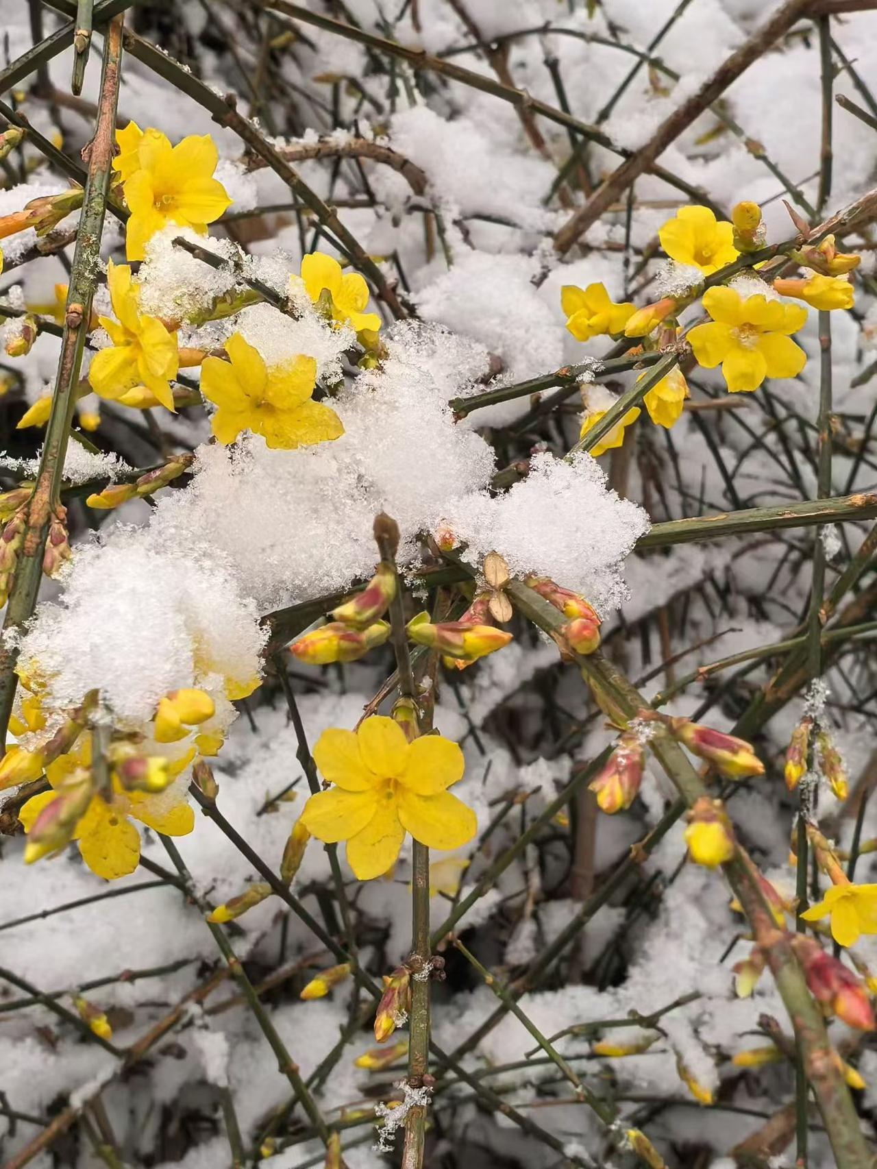 刚晴又雾，雾过还雪，三月的天就是这么任性。上一秒春暖，下一秒冬寒，像极了生活，有