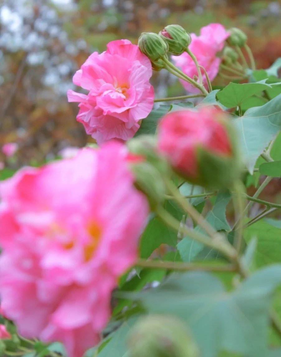 江边谁种木芙蓉，寂寞芳姿照水红。 ​​​