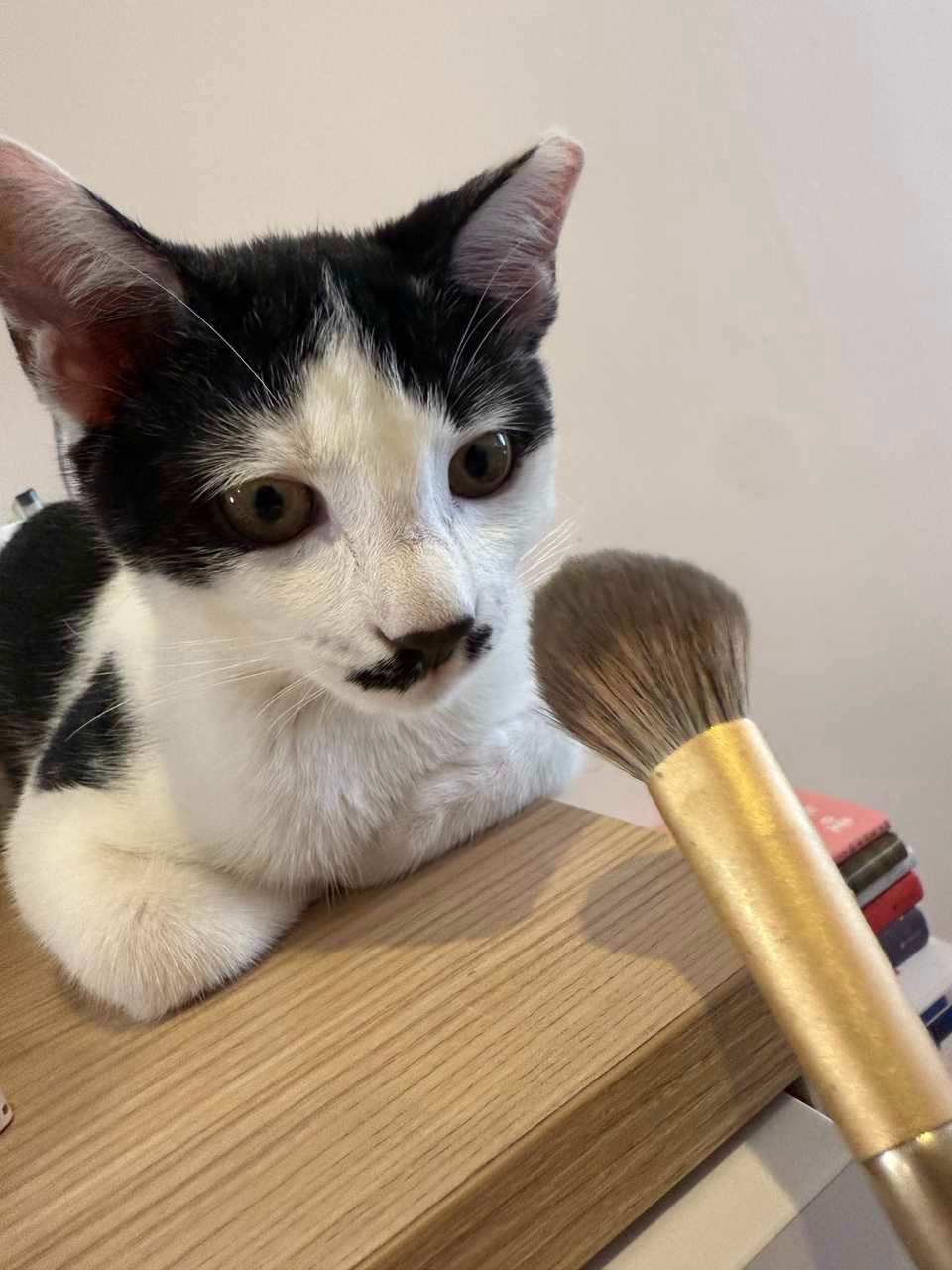您给我画的鼻子毛，我特别喜欢。daily奶牛猫 （投稿：） 