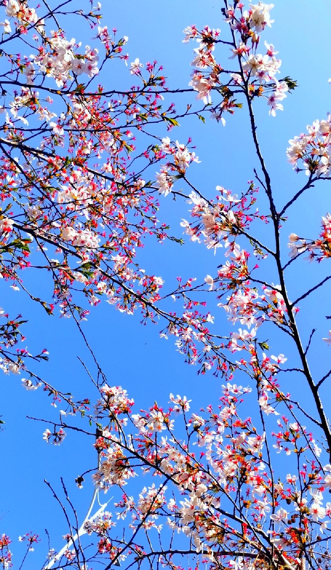 豆包配诗
粉韵樱雪 
晴空为纸缀花笺，
粉雪堆枝映碧天。
风送春声香满袖，
一梢