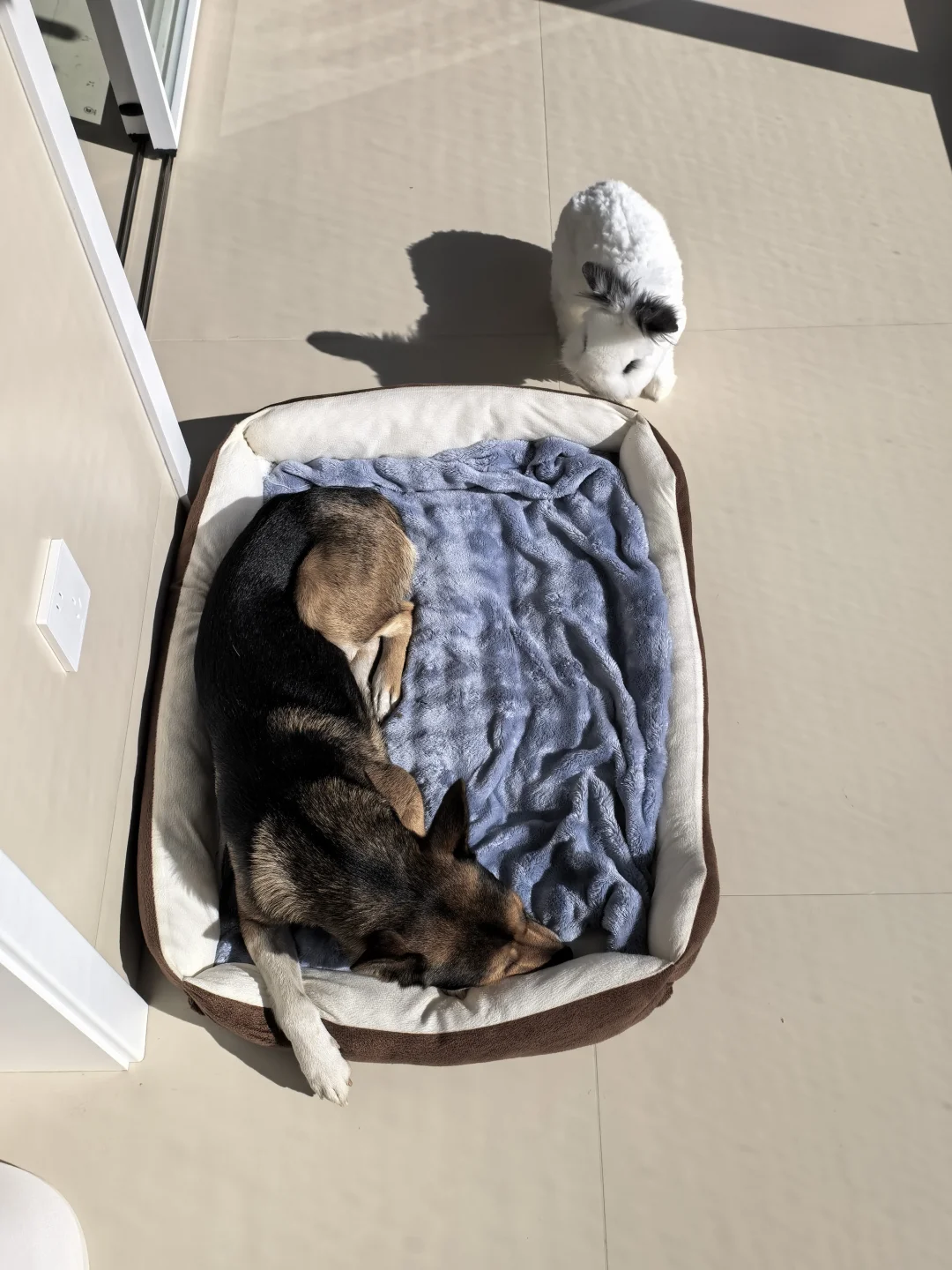 做阳光浴的宝宝们