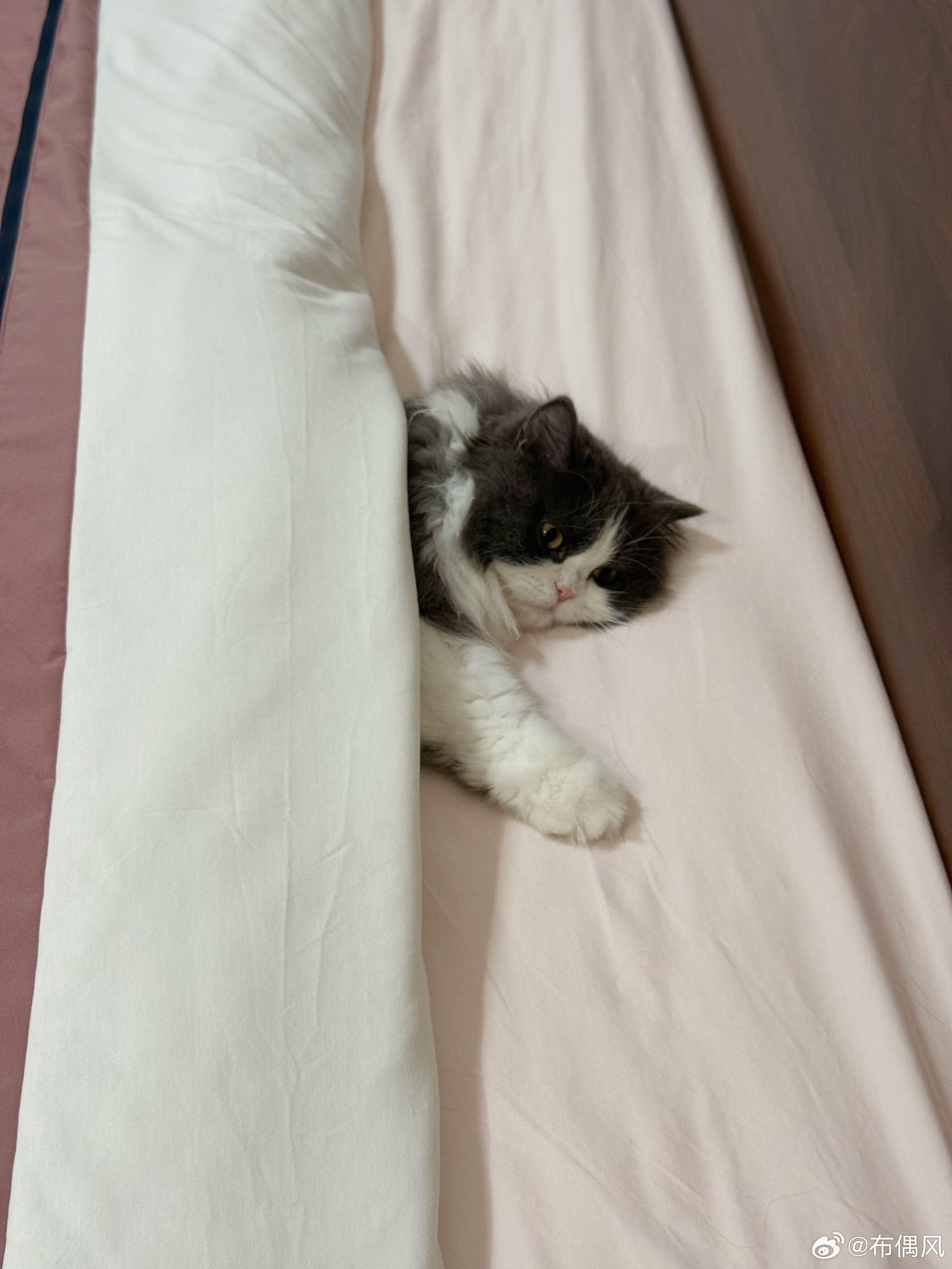 冬天要来了 床上要长小猫了 ​​​