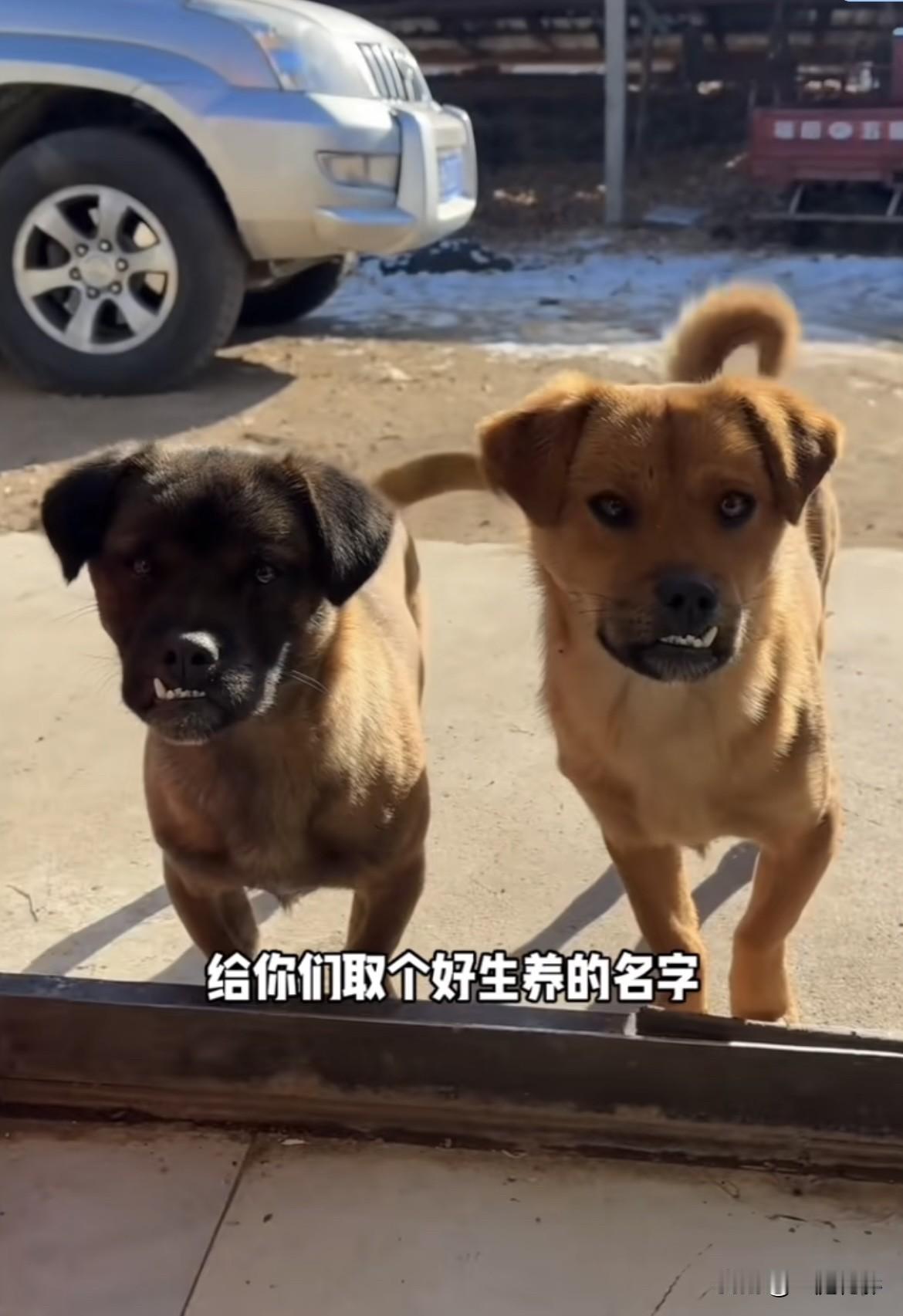 给哥俩全网寻求好生养的名字，
网友们太有才了[呲牙][呲牙]
搞笑 
乒乒 乓乓