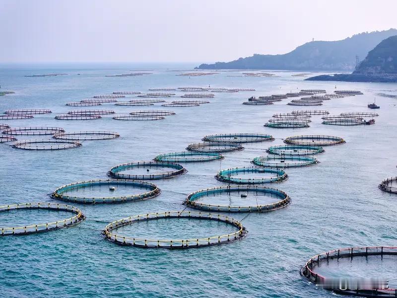 下联：“鸟飞蓝天颂天高”。
上联描绘了鱼儿在碧海畅快跳跃，还仿佛在赞叹大海的辽阔