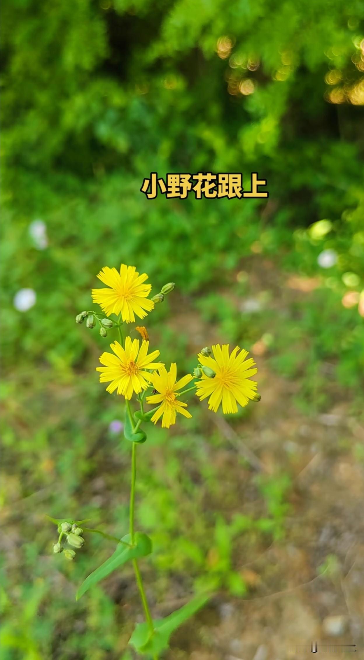 小野花随风摇曳，默默芬芳不问归途。
