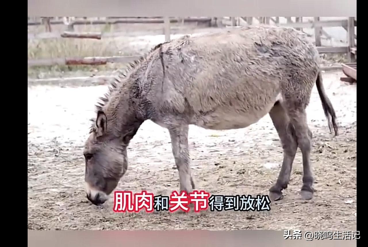 大家都知道驴肉是非常好吃的美味，可现实中却很少有人卖驴肉，这是什么原因呢