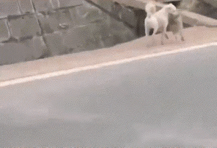 要不是有个影响的话，狗子怎么也不会掉坑啊！