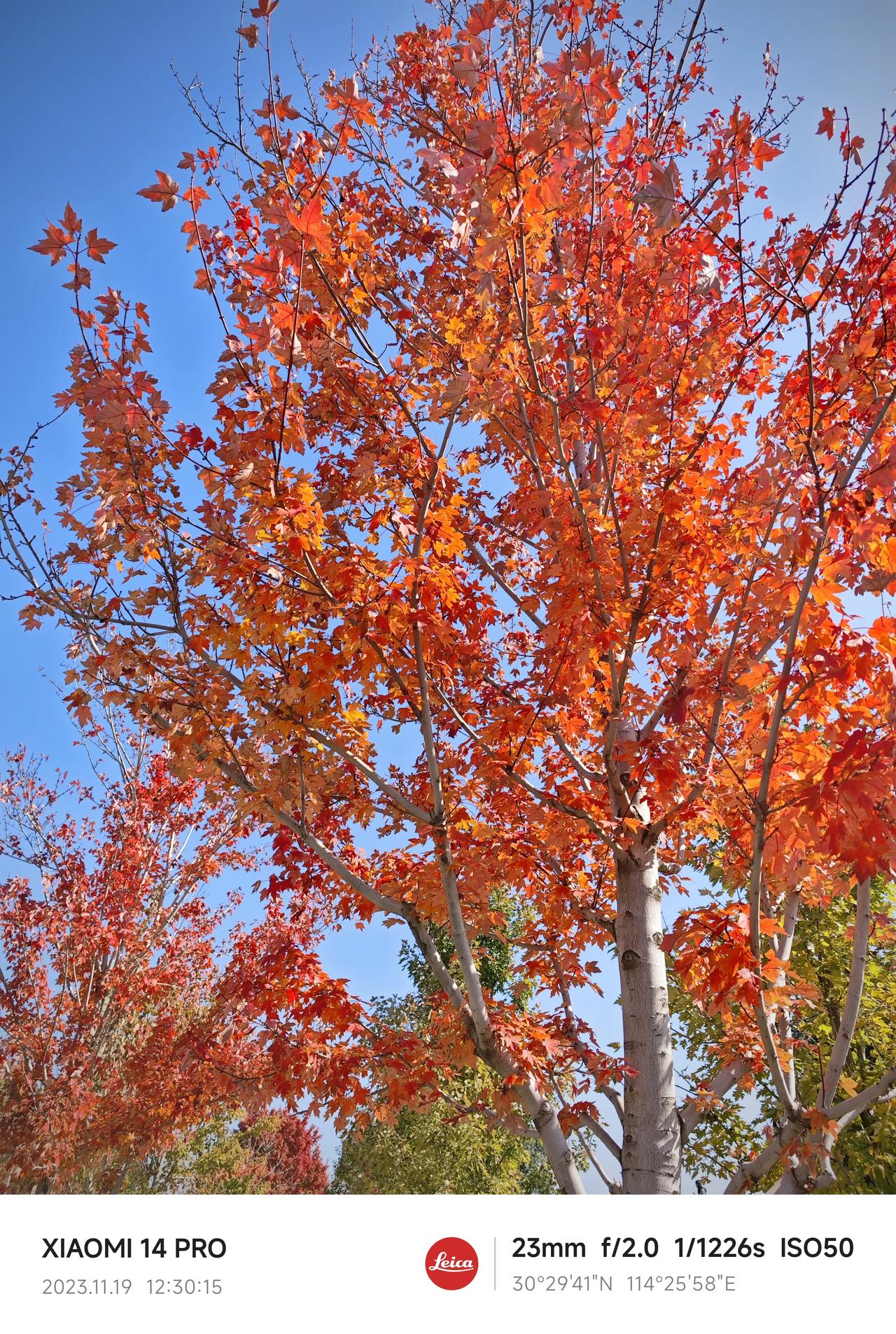 小米14Pro拍的红叶，用的徕卡生动模式。
