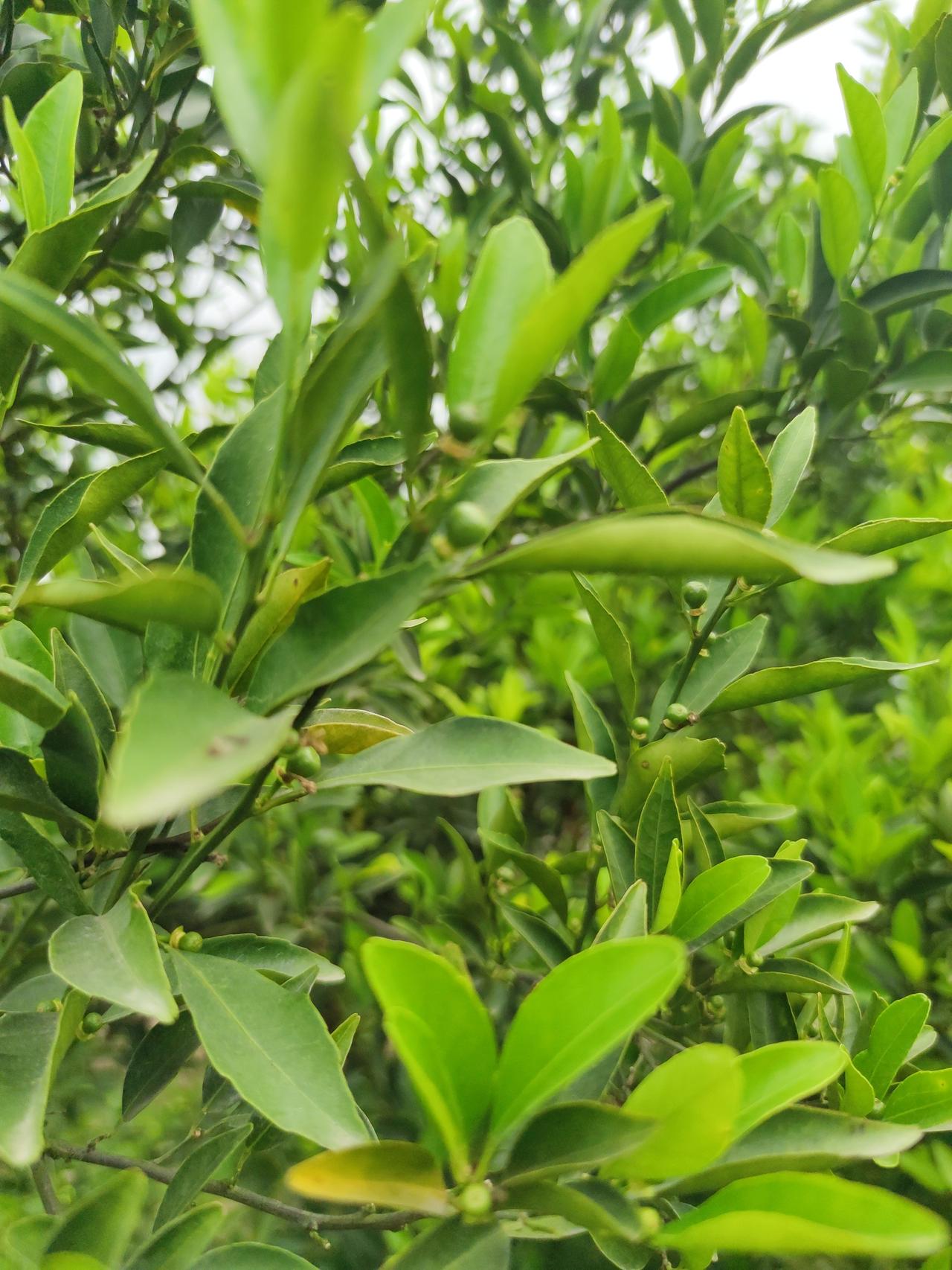 惊蛰一到，春雷唤醒沉睡的大地，自然也迎来了它最生机勃勃的时刻。瞧那绿意盎然的枝叶