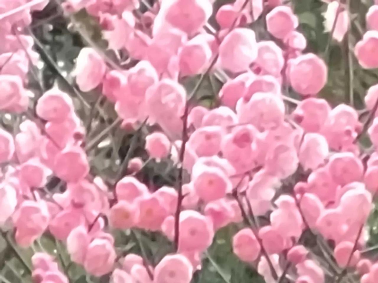 ╭─🌅🍀🍁
      舒心的早晨，送去亲切的问候，愿生活，充满阳光；愿身