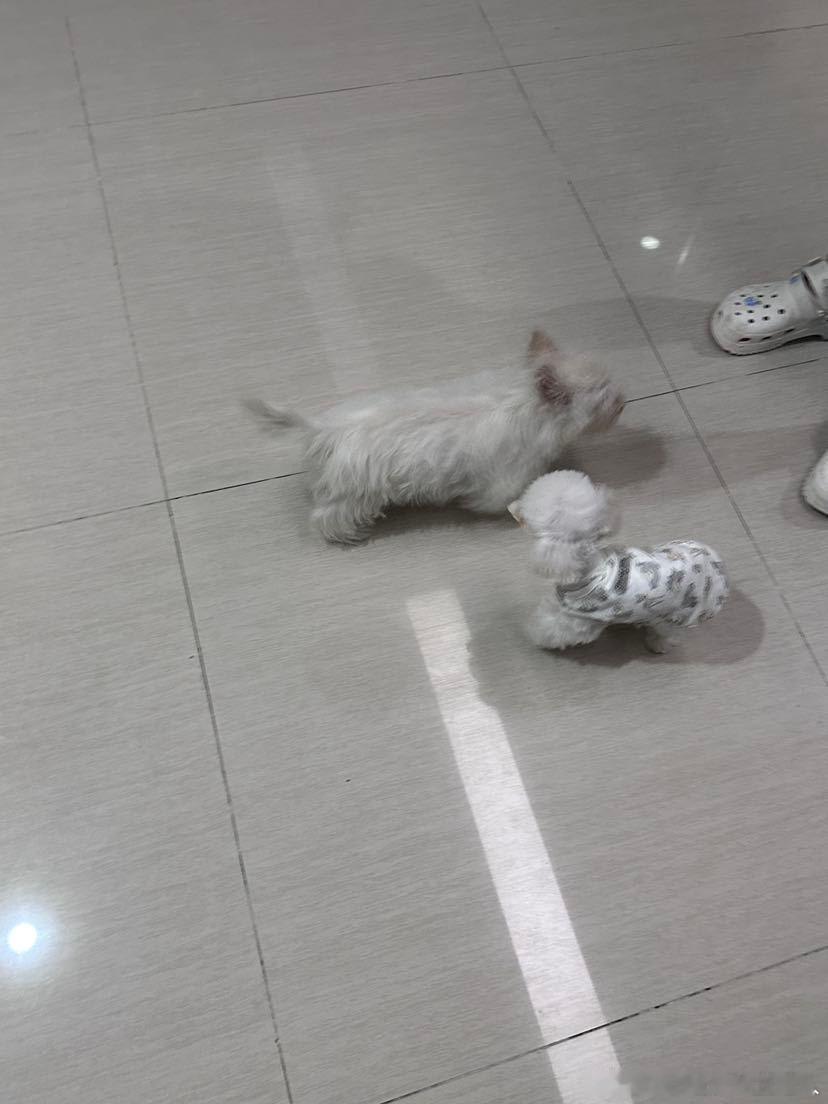 不呆小时候比别的小狗大一圈的小呆🐶 