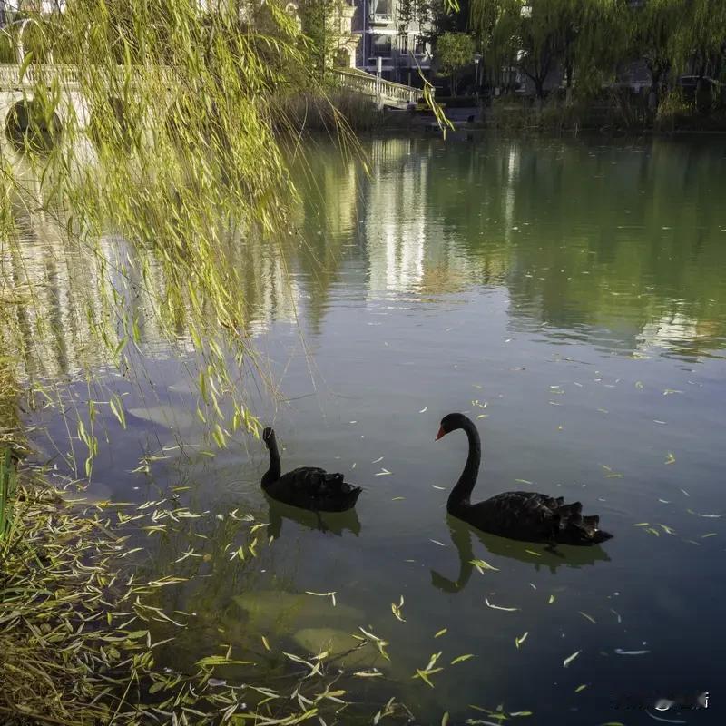 要说合肥风景好的公园路，骆岗公园和天鹅湖公园都很有特色。
骆岗公园的路就像一条绿
