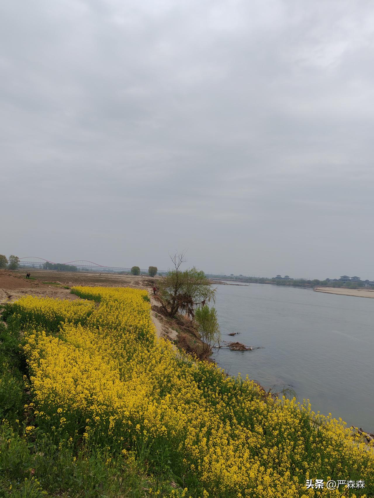 西安北郊人的休闲在渭河边
3月21日，今天是愉快的周末，虽然天气不美，但并不影响
