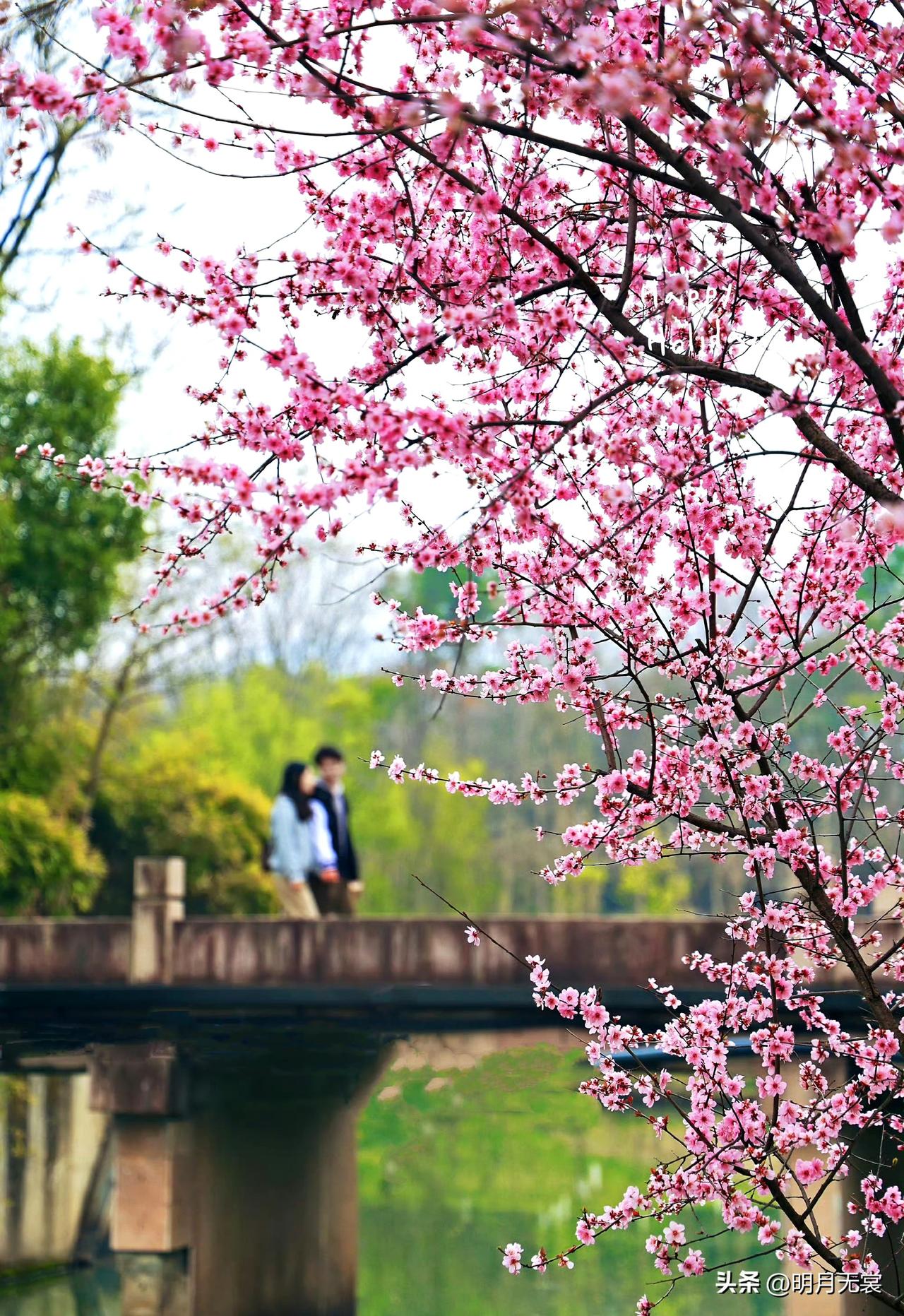 西溪的美人梅，花开得幽艳，清香扑鼻！