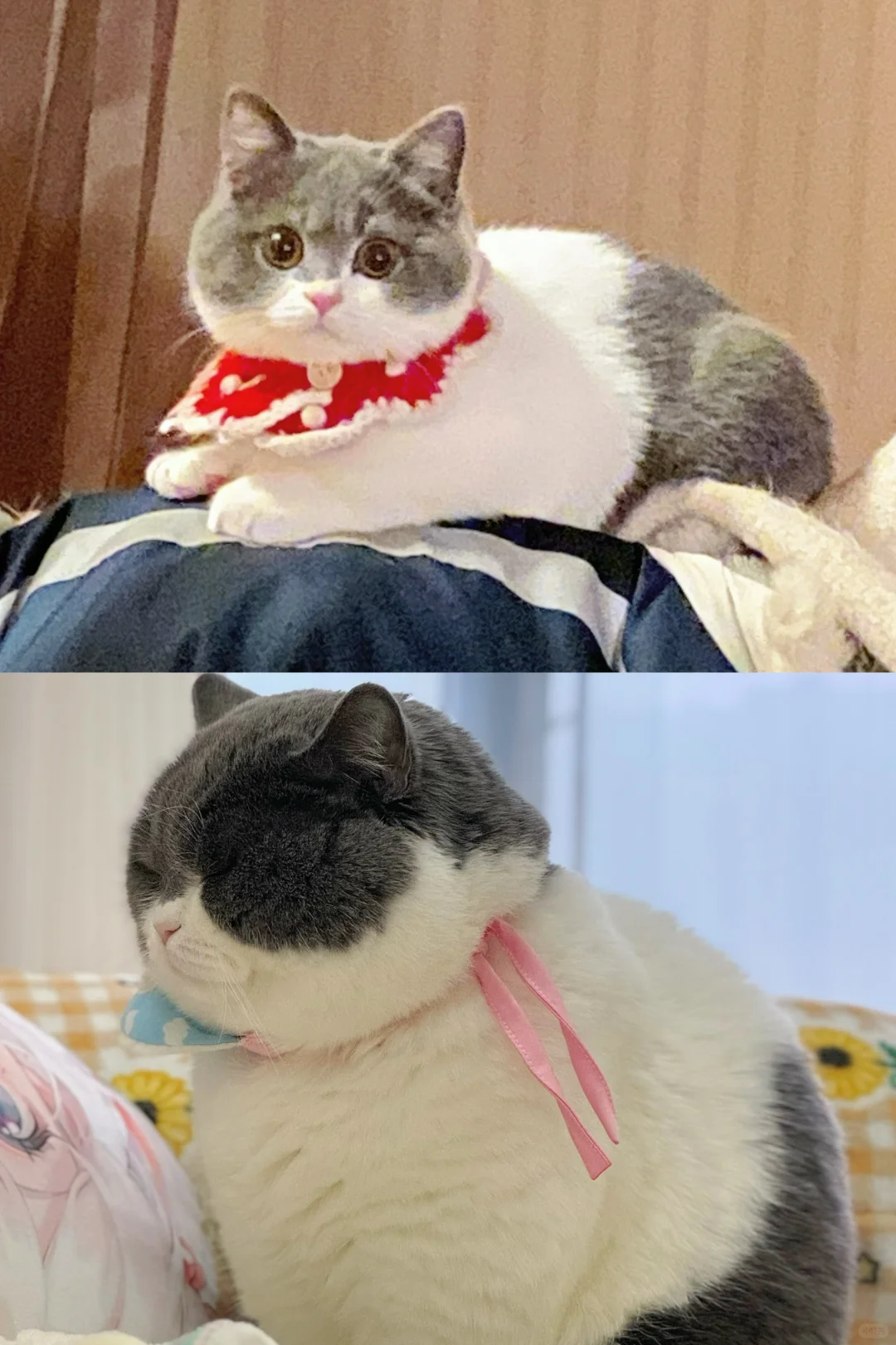 论长肉谁能长得过我家这只猪🤣