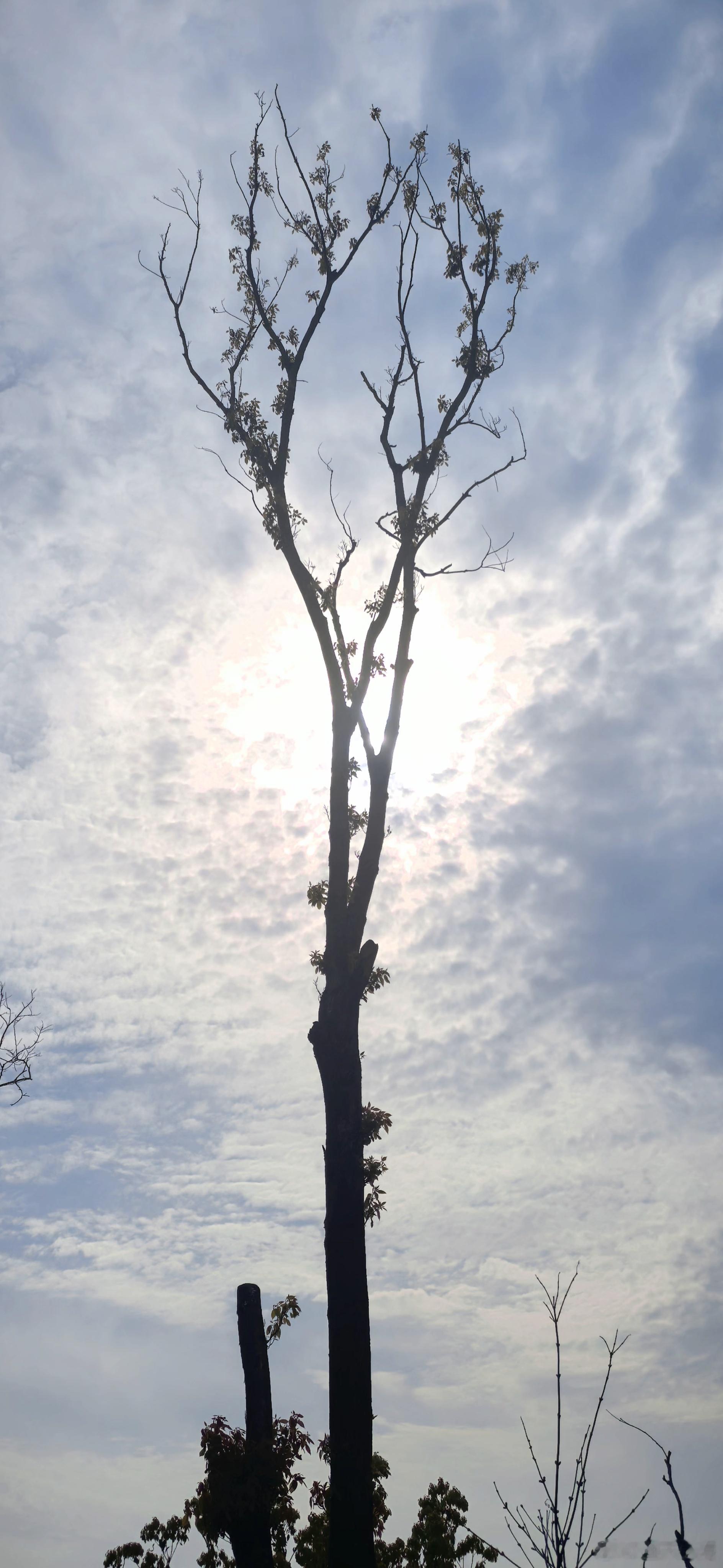 新壁纸  早安！ 