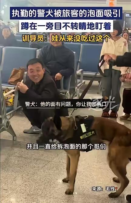 笑不活了！陕西火车站这只警犬也太萌了吧！男子候车泡桶泡面，

结果警犬闻到味直接