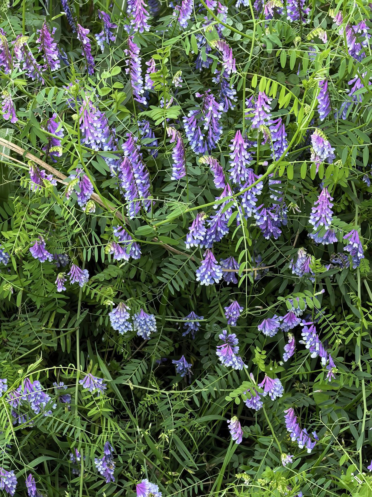 圣人采到天地之气以后，就可以长生不老，成为仙人。可是，一个人能不能长生不老并不是