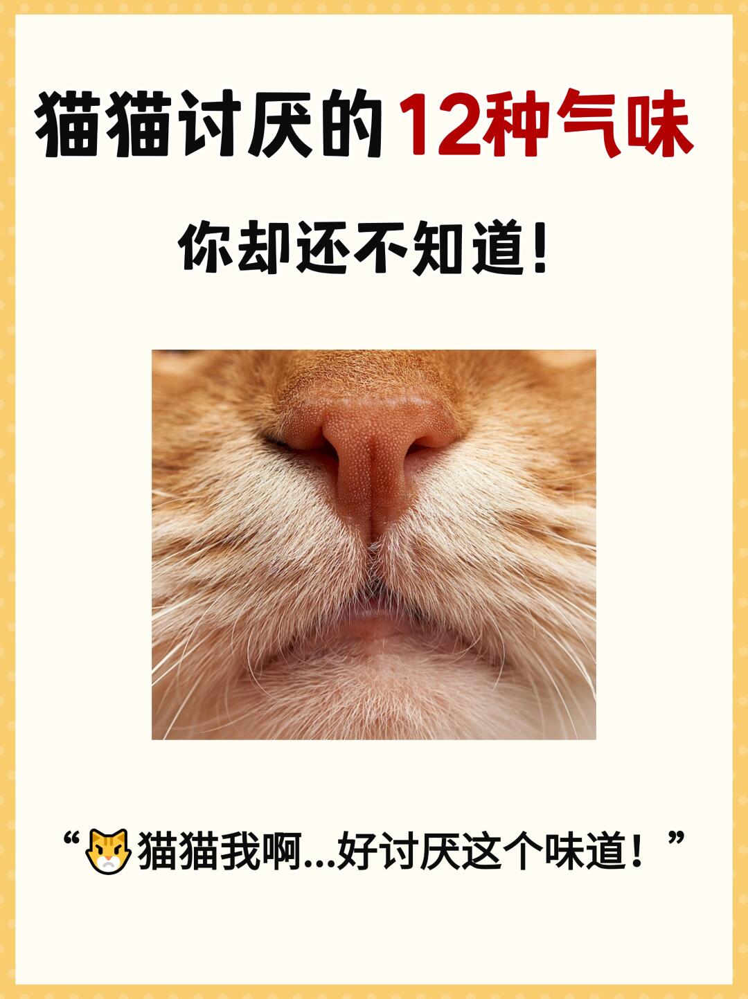 猫咪最讨厌的12种味道❌一闻到就想跑🐱