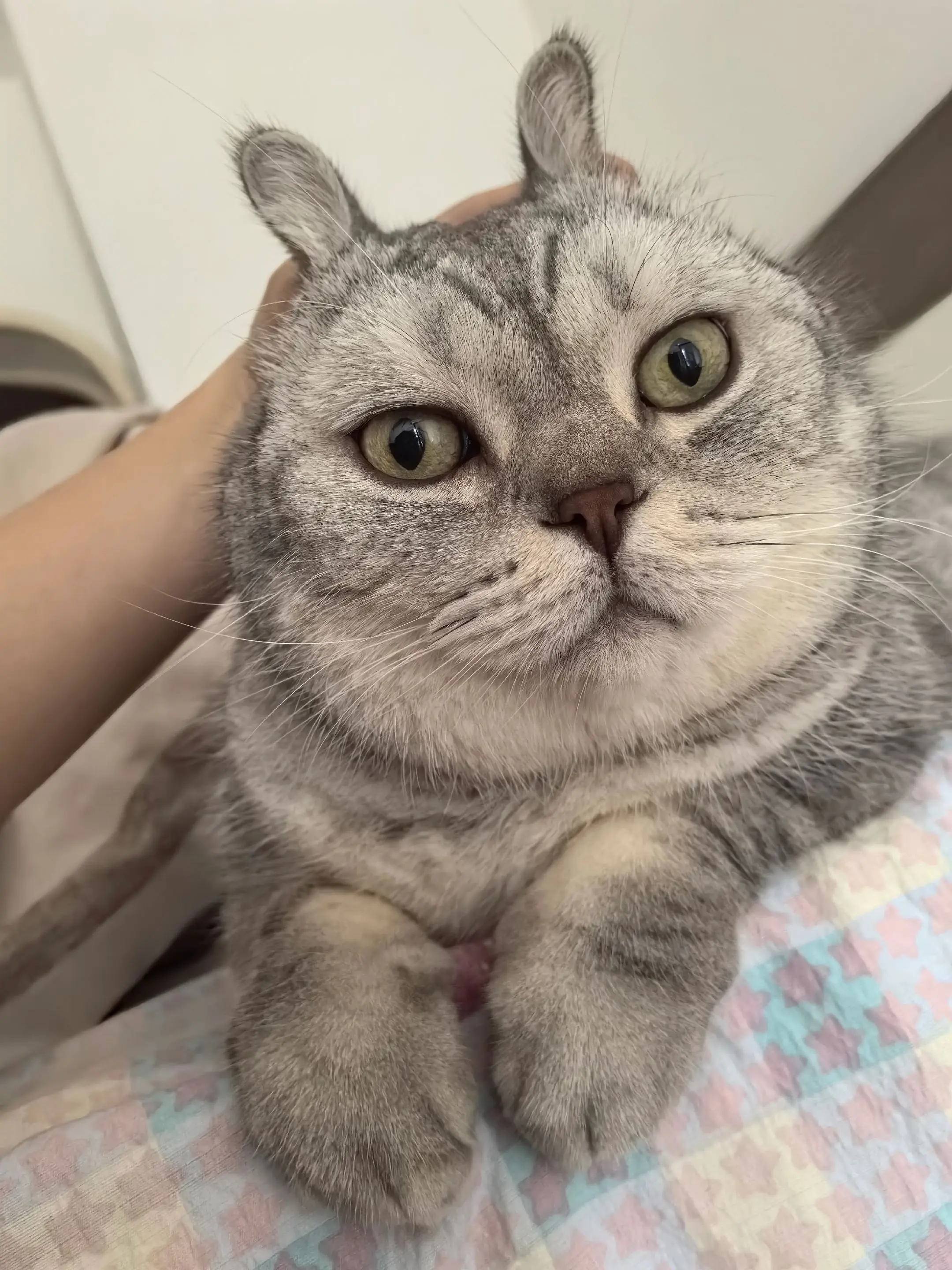 我好歹也是只小猫啊…稍微对我有点防备心吧…