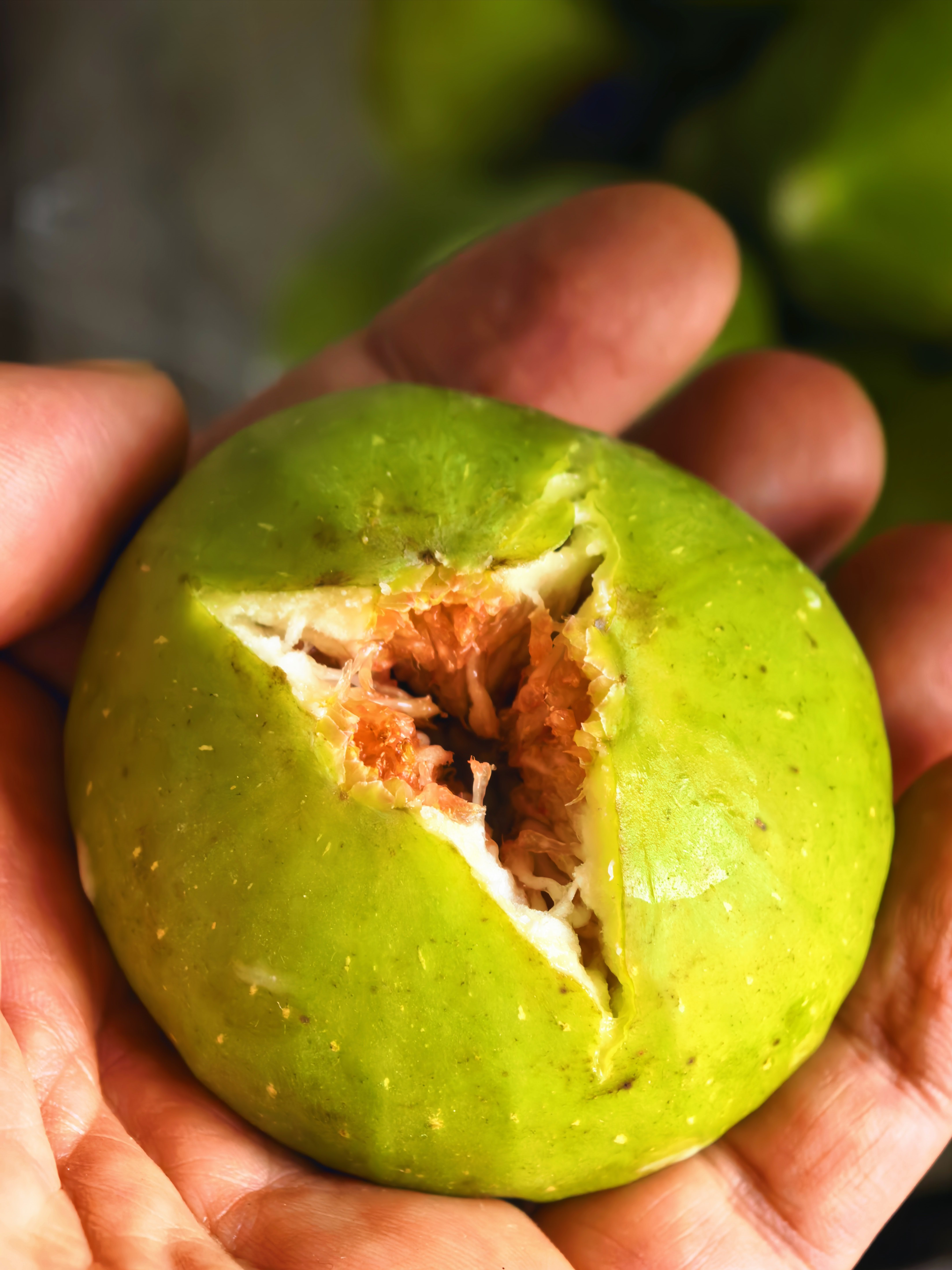 🍈青皮无花果｜裂口即是熟  ​​​