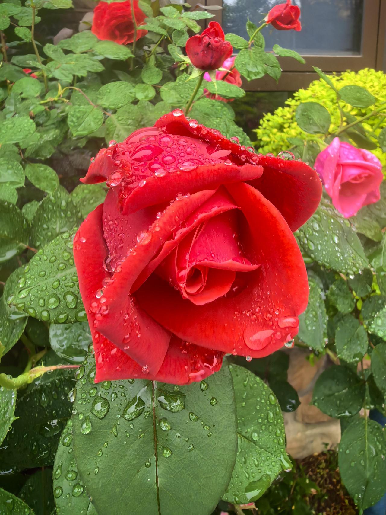 雨中月季，是一种倔强又温柔的美。

雨珠挂在花瓣上，将花朵衬得愈发娇艳。红更浓郁