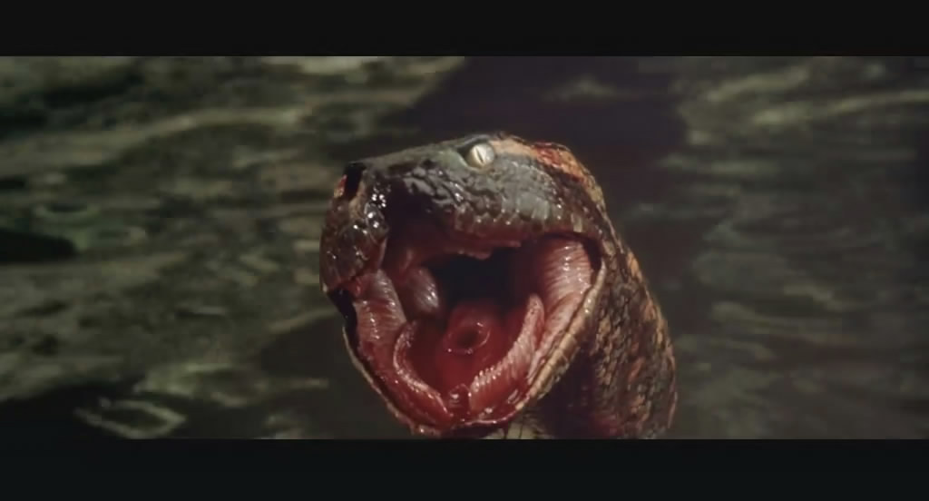 拍蛇片把蛇搞丢的后果这个剧组能处，主演丢了是真不找，直接改剧本