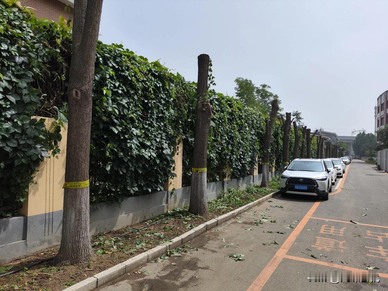 #随手记录夏日风光#今天校园里散步，发现一个不解的问题，为什么校园里树都被砍成这