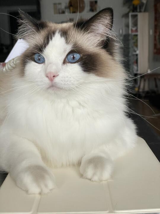 外面溜达一圈 小爪子黢黑🐾