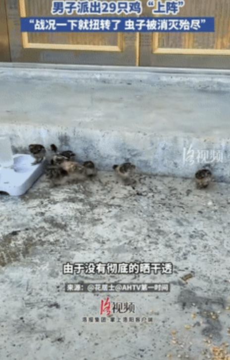 “人怎么能这么聪明！”9月10日，贵州一男子因没把玉米晒干导致生虫，不仅数量庞大