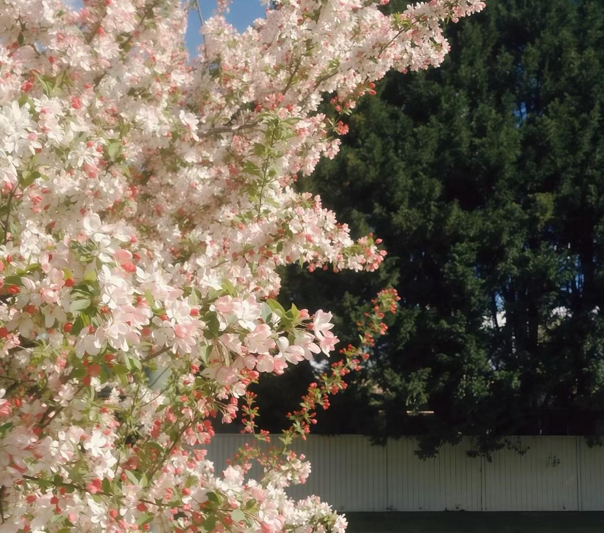 粉嫩樱花盛开，春意盎然！🌸🌸🌸
