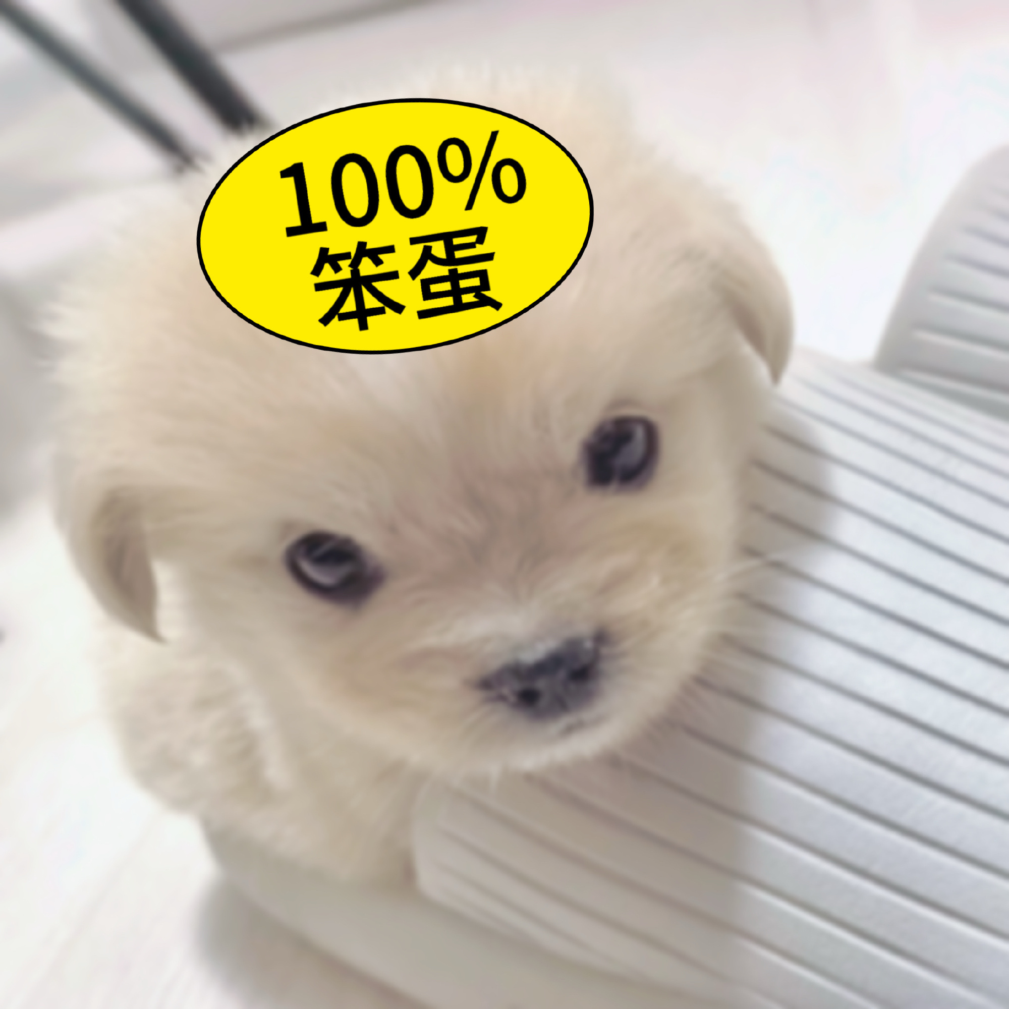 笨蛋 ​​​