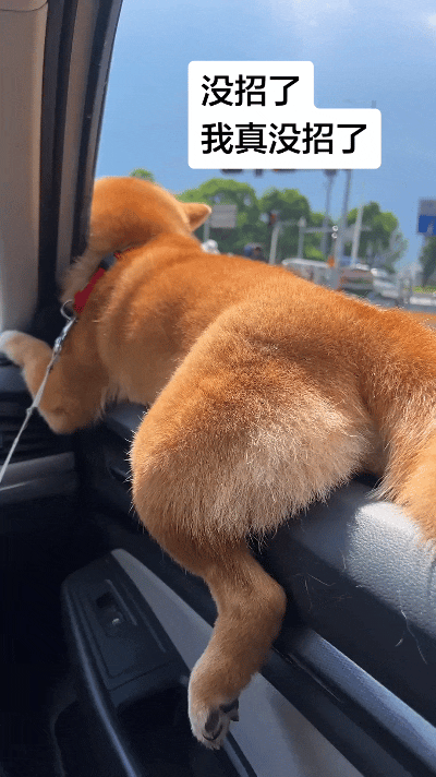 车主也是真无奈，自家柴犬坐车就爱扒着车窗往外趴。身子大半都探在外头，咋劝咋说都不