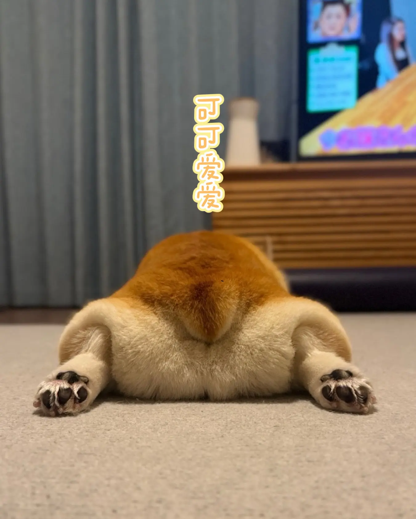 好软萌的屁屁