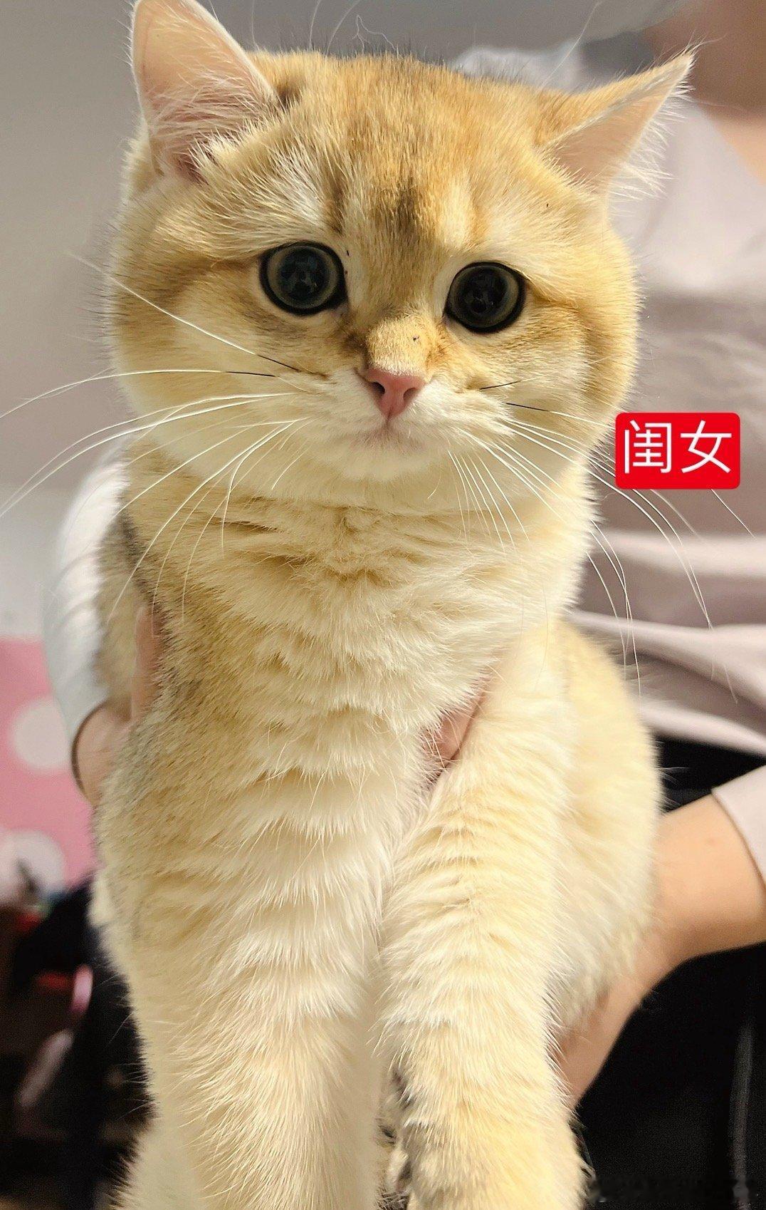 确认是亲生的[笑cry]#萌宠闹新春##猫猫确诊为犟种# ​​​
