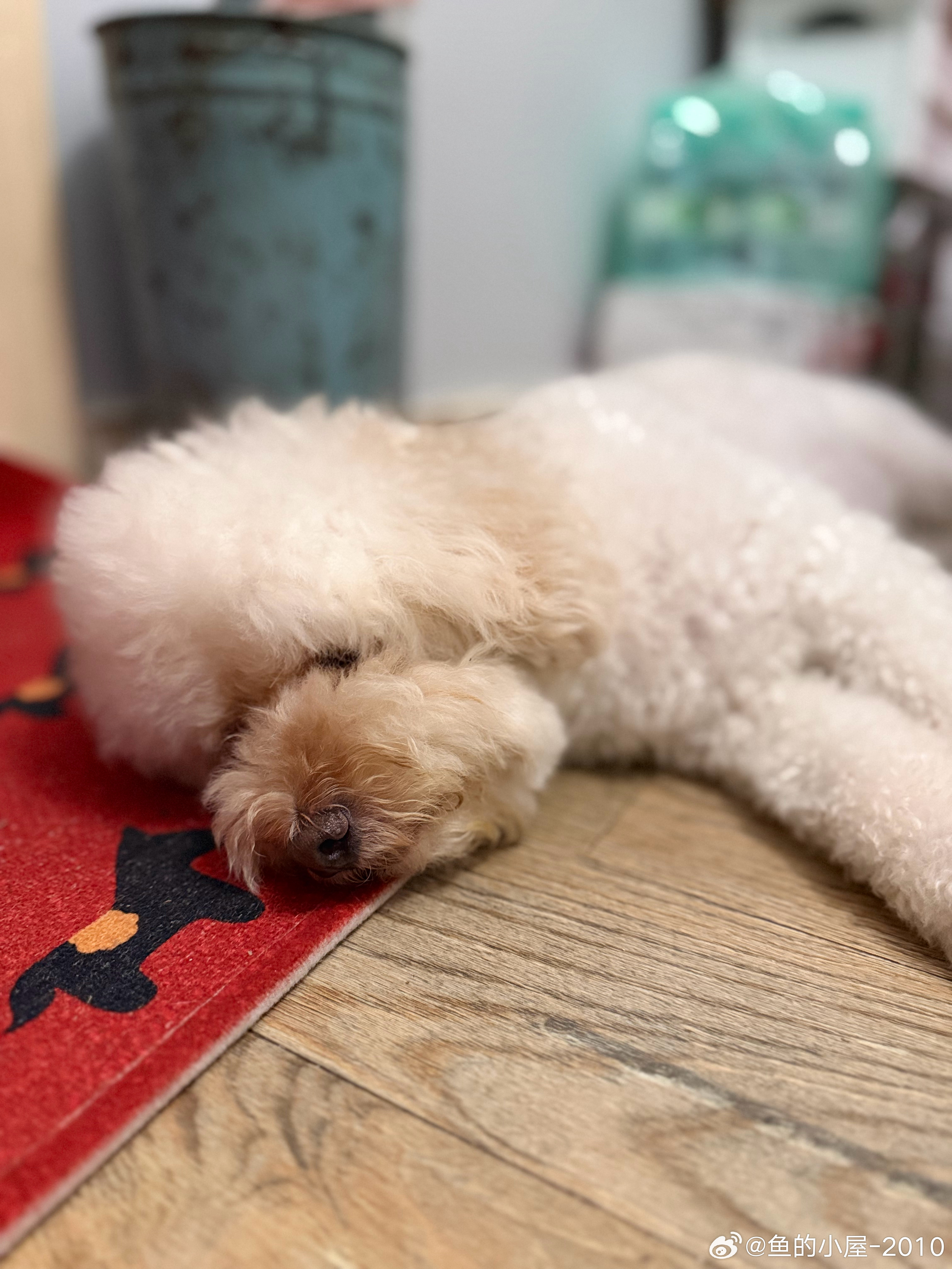 累得不如🐶出太阳要洗衣服下雨要洗🐶一身汗周末就这样过去了 